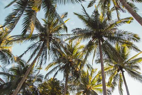palm tree palm coconut trees arecaceae